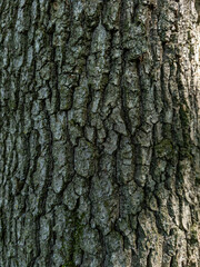 A close up of the bark of a tree with moss growing on it