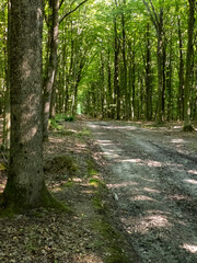 A dirt road in the middle of a wooded area with lots of trees