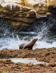 seal on rock