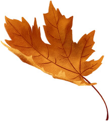 autumn maple leaf
