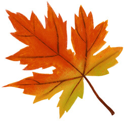 autumn maple leaf