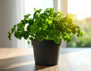 Fresh parsley in a dark pot on a table