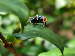 Flies, flying insects with red eyes and thin wings, land on green leaves. This type is often seen flying in kitchens and trash cans, with blurred natural backgrounds.