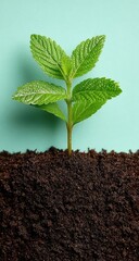Young plant sprouting from dark soil against mint-green backdrop