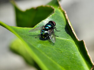 Fototapeta premium Flies, flying insects with red eyes and thin wings, land on green leaves. This type is often seen flying in kitchens and trash cans, with blurred natural backgrounds.