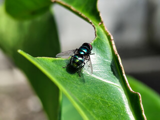Flies, flying insects with red eyes and thin wings, land on green leaves. This type is often seen flying in kitchens and trash cans, with blurred natural backgrounds.