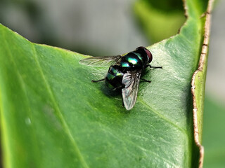 Flies, flying insects with red eyes and thin wings, land on green leaves. This type is often seen flying in kitchens and trash cans, with blurred natural backgrounds.