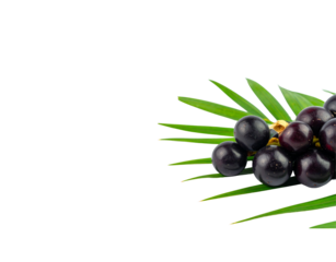 A cluster of fresh ripe aa berries with glossy dark purple skin resting on a vibrant green palm frond.
