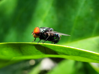 Flies, flying insects with red eyes and thin wings, land on green leaves. This type is often seen flying in kitchens and trash cans, with blurred natural backgrounds.