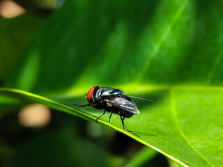 Flies, flying insects with red eyes and thin wings, land on green leaves. This type is often seen flying in kitchens and trash cans, with blurred natural backgrounds.