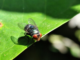 Flies, flying insects with red eyes and thin wings, land on green leaves. This type is often seen flying in kitchens and trash cans, with blurred natural backgrounds.