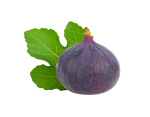 A single fresh ripe purple fig with a vibrant green lobed leaf.