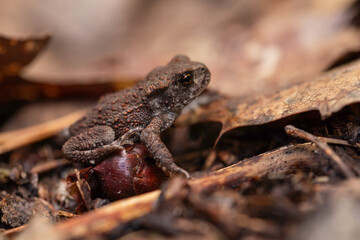 Tiny brown toad blending into natural forest debris with its textured skin, a unique macro perspective showing amphibian life in the wild, perfect for educational materials, nature blogs, and conserva