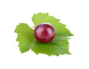 A single plump glossy red grape resting on a vibrant green textured vine leaf.