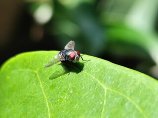 Flies, flying insects with red eyes and thin wings, land on green leaves. This type is often seen flying in kitchens and trash cans, with blurred natural backgrounds.