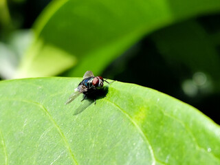 Flies, flying insects with red eyes and thin wings, land on green leaves. This type is often seen flying in kitchens and trash cans, with blurred natural backgrounds.