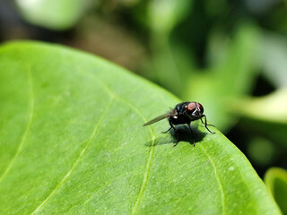Flies, flying insects with red eyes and thin wings, land on green leaves. This type is often seen flying in kitchens and trash cans, with blurred natural backgrounds.