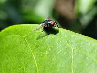 Flies, flying insects with red eyes and thin wings, land on green leaves. This type is often seen flying in kitchens and trash cans, with blurred natural backgrounds.
