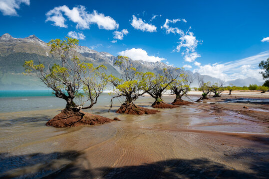 Willow trees in Lake Wakatipu, Glenorchy, New Zealand