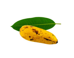 A single ripe yellow banana with brown sugar spots resting on a vibrant green leaf.