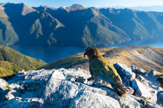 Kea the mountain parrot, Kepler Track, New Zealand
