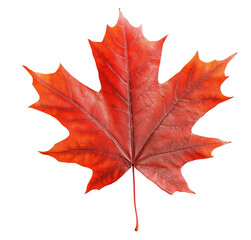 Obraz premium Vibrant red maple leaf isolated against transparent background showcasing autumnal season beauty