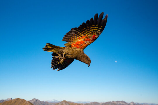 Kea the mountain parrot, Kepler Track, New Zealand