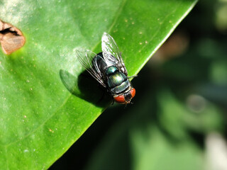 Flies, flying insects with red eyes and thin wings, land on green leaves. This type is often seen flying in kitchens and trash cans, with blurred natural backgrounds.