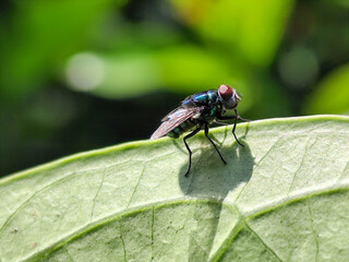Flies, flying insects with red eyes and thin wings, land on green leaves. This type is often seen flying in kitchens and trash cans, with blurred natural backgrounds.