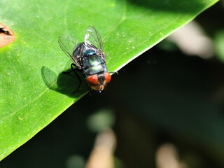 Flies, flying insects with red eyes and thin wings, land on green leaves. This type is often seen flying in kitchens and trash cans, with blurred natural backgrounds.