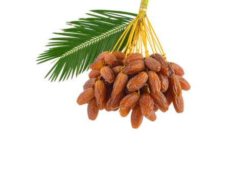 Cluster of ripe glossy brown dates hanging from a yellow stem with a green palm leaf.