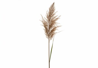Fototapeta premium Isolated pampas grass plume with a single green leaf against a white background