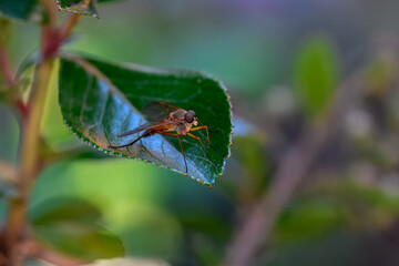 A detailed macro shot of a striking, slender fly with red and orange tones on its body and translucent wings. It is perched on the serrated edge of a vibrant green leaf.
