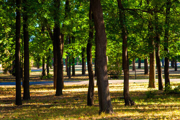 Trees in the morning in the town park