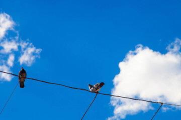 Two birds in the sky sitting on the cable