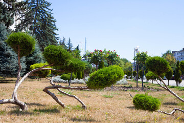 Bushes in the town park in summer