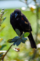 A male Red-winged Blackbird perches on a branch, its glossy black feathers and vibrant red and yellow shoulder patches contrasting with the soft green background
