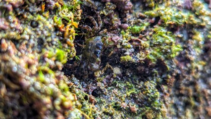 A small crab camouflages itself among mossy coral in the intertidal zone at low tide on a tropical beach.