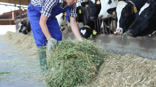Man farmer takes armful of straw from pile and gives it to cows. Worker feeds adult animals in cowshed. 
