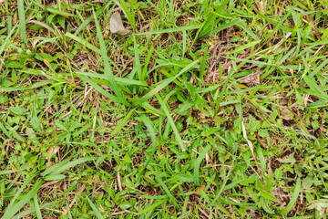Natural Close Up Green Grass Ground Cover Texture Background