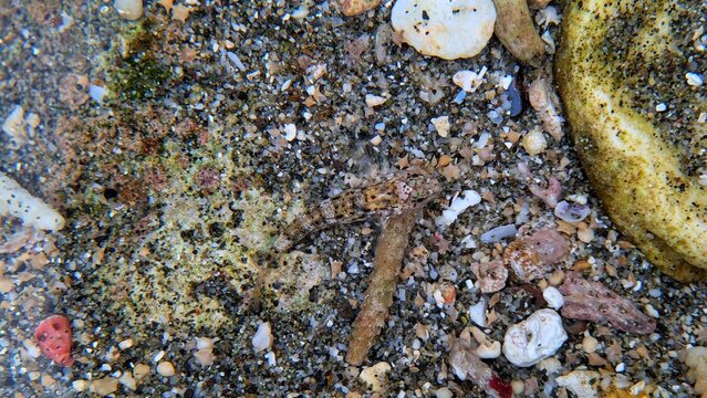 Small goby fish camouflaged in shallow sandy waters with shell fragments and coral rocks on tropical beaches at low tide.