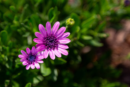 Two Purple African Daisy Garden Flowers on the Left-side with Green Leaves - Powered by Adobe