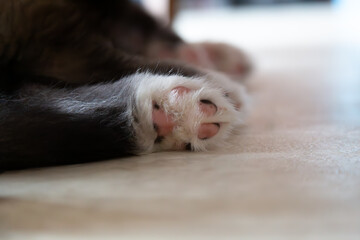 Puppy's Cute Pink Paw Pads - 8 Week Old Siberian Husky Puppy Sleeping Indoors on Floor Close Up
