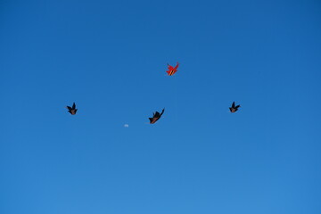Colorful Kites Flying in Bright Blue Sky