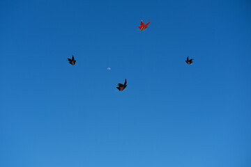 Colorful Kites Flying in Bright Blue Sky