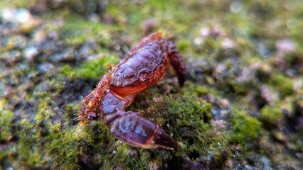 Close-up of a small red crab on a mossy rock surface in a tropical coastal habitat, captured in vibrant macro detail.