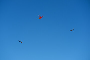 Colorful Kites Flying in Bright Blue Sky