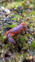 Close-up of a small red crab on a mossy rock surface in a tropical coastal habitat, captured in vibrant macro detail.