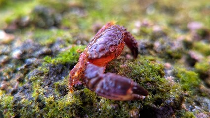 Close-up of a small red crab on a mossy rock surface in a tropical coastal habitat, captured in vibrant macro detail.