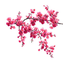 Naklejka premium Pink blossoms on a branch